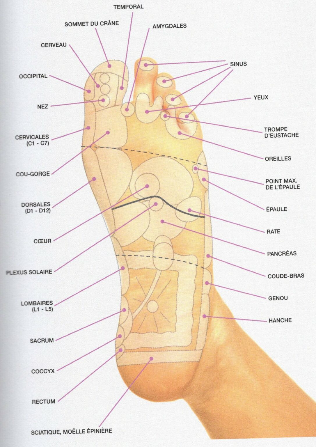 La réflexologie plantaire soulage le stress — free download
